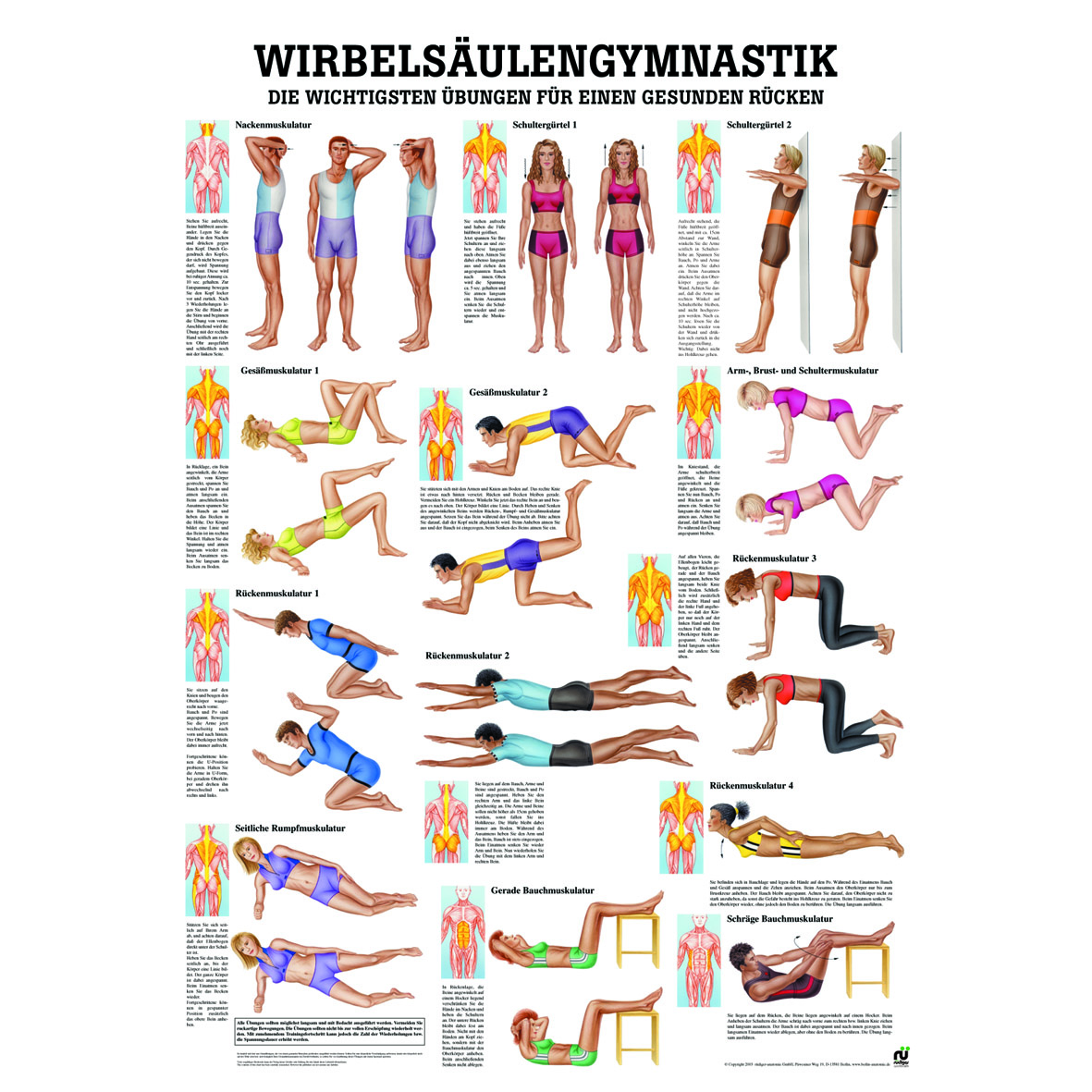 Anatomische Lehrtafel "Wirbelsäulengymnastik"